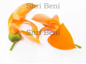 Palash Dried